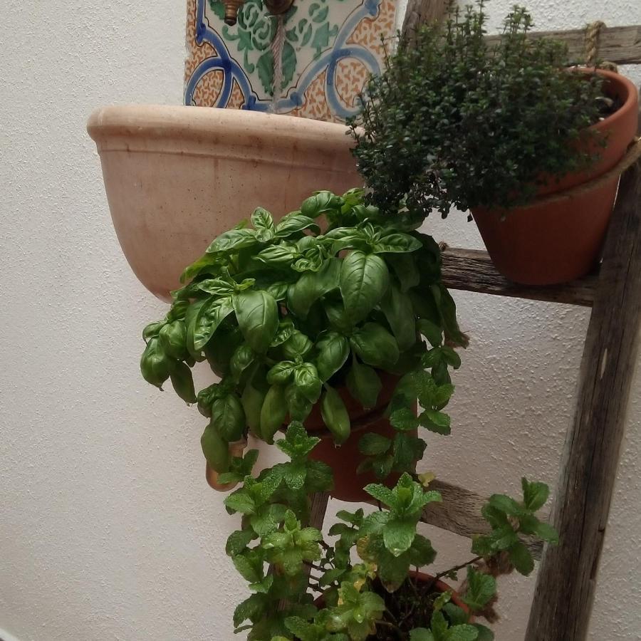 Il Terrazzino Sul Kemonia Apartment Palermo Exterior foto